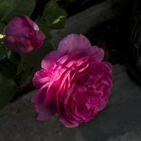 Мир  цветов,розовая  роза :: Валентин Семчишин