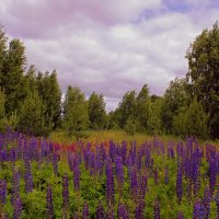 Цветочная полянка в лесу. :: Татаурова Лариса 
