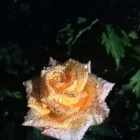 Ночная роза :: Георгий Ковалев