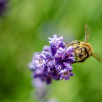 пчелка :: Александр Леонов
