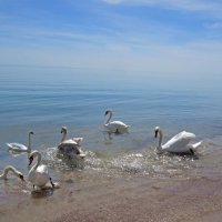 Лебеди с Черного моря :: ИРЭН@ .
