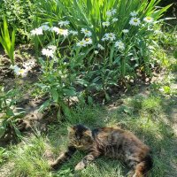 Кот Мура отдыхает в саду :: Наталья 