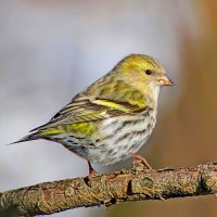 Чиж :: Владимир Савельев