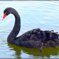 А чёрный лебедь на пруду... :: Mike Collie