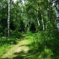 Лесная дорога в жаркий день. :: Владимир Безбородов