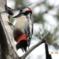 woodpecker :: Сергей Гаричев
