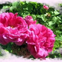 Розовые розы :: veera v