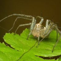 Паук-рысь (лат.Oxyopes lineatus) :: Денис Ветренко