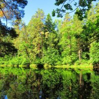 Берег лесной реки :: Андрей Снегерёв