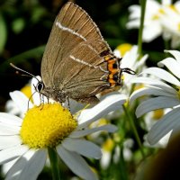 Хвостюшок в"язовий (Satyrium w-album) — вид денних метеликів родини Синявцеві (Lycaenidae). :: Ivan Vodonos