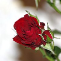 бутон розы :: Светлана Ан