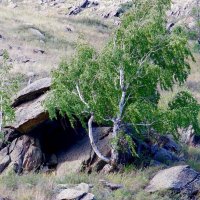 Берёзы в горах :: Вера Щукина