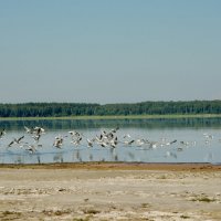 Чайки на озере :: Роберт Хак.....