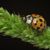 Божья коровка-арлекин (лат. Harmonia axyridis) :: Денис Ветренко