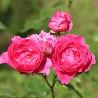 Мои розы :: Nina Karyuk