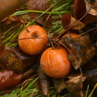 Осенний натюрморт а la naturel :: Сергей Шаврин