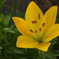 Желтая лилия. :: сергей 