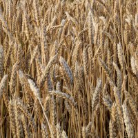 Пшеница :: Виктория 