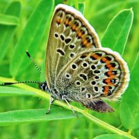 Синявець Аргус (Plebejus argus) — вид денних метеликів родини Синявцеві (Lycaenidae) :: Ivan Vodonos