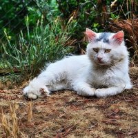 Кот из Мисхорского парка :: Mikhail Irtyshskiy