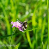 Трудяга шмель мохнатый Пыльцу с нектаром собирает... :: Анатолий Клепешнёв