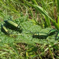 . Есть на свете золоченые и зеленые жуки. :: nadyasilyuk Вознюк