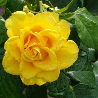 Жёлтая роза под дождём. :: Милешкин Владимир Алексеевич 