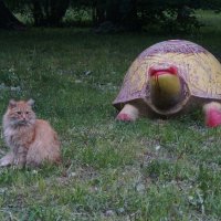 котяра и черепаха :: zavitok *