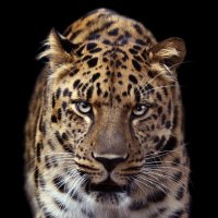 Леопард (60х60 на моей выставке) :: Михаил Бибичков