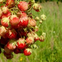 дары родной природы!.. :: Галина Флора