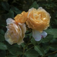 Жёлтые  розы :: Валентин Семчишин
