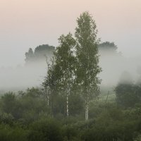 Берёзки в тумане :: Александр 