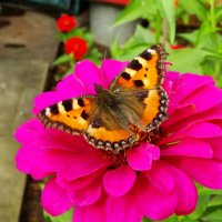 Сонцевик кропив&#39;яний (Aglais urticae) — метелик з родини сонцевики :: Ivan Vodonos
