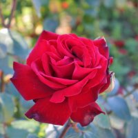 Красная роза :: Владимир Соколов (svladmir)