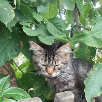 Кот Мура прячется в листьях бузины от жары :: Наталья 