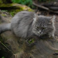 Лесной кот :: Мария Корнева