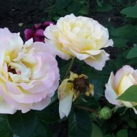 Розы :: Galina Solovova