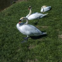 Лебеди в парке  Гагарина :: Валентин Семчишин