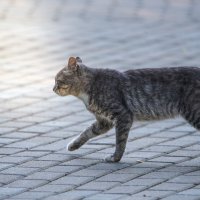 Кот, который гуляет сам-по-себе - гордый и независимый. :: Владимир Безбородов