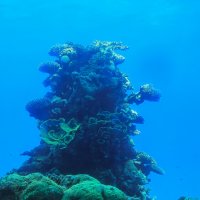 Подводный мир :: Светлана Карнаух