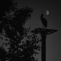 Night watchman :: Alex Minaev