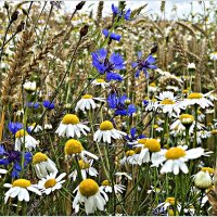 Цветы в пшенице. :: Валерия Комова