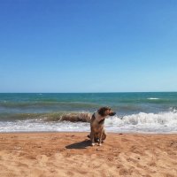 Собака и море. :: Лариса Исаева