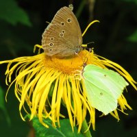 Бабочки на цветке :: Андрей Снегерёв