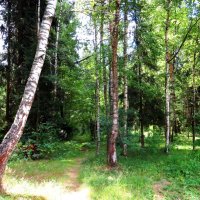 Тропинка в лес :: Андрей Снегерёв