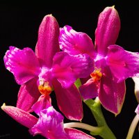 Цветение ароматной орхидеи. :: Николай Зиновьев