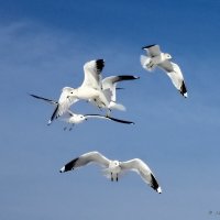 Чайки над морем :: Liudmila LLF
