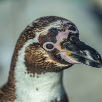 портрет пингвина :: аркадий 