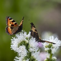 Бабочки парка Зарядье :: Анна Иларионова