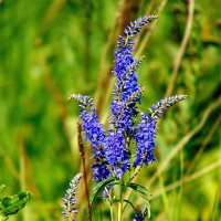 Голубые цветы полевые. :: nadyasilyuk Вознюк